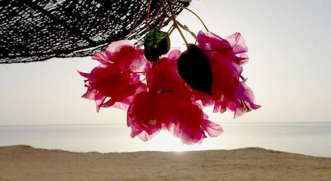 Best Guide for Buying Branded Outdoor Umbrellas for Your Home Or Business