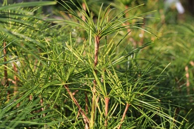 How To Make A Parasol Umbrella